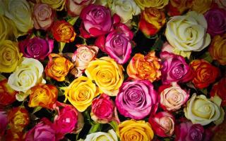 Fleuriste Roses & Romans 0