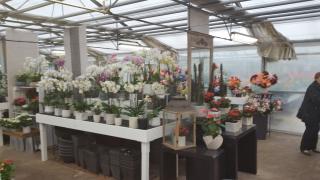 Fleuriste Tournet Horticulture 0