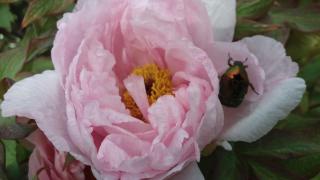 Fleuriste D'une Fleur A L'Autre 0